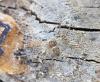 Philodromus sp.